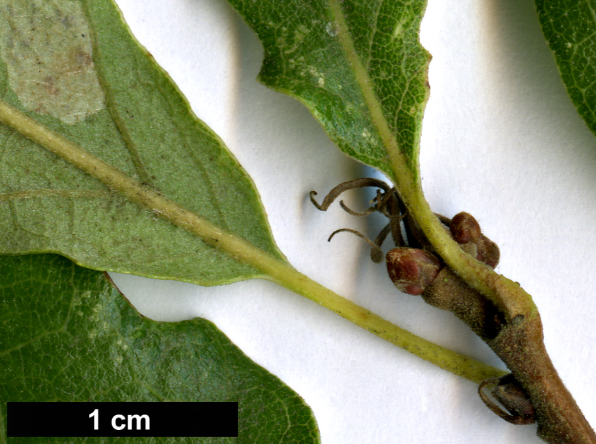 High resolution image: Family: Fagaceae - Genus: Quercus - Taxon: ×libanerris (Q.cerris × Q.libani)